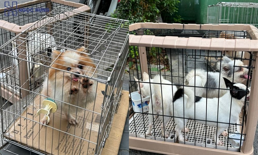 Dịch Vụ Thu Mua Chó Cảnh Uy Tín Chuyên Nghiệp Giá Tốt 2 Đồ Cũ Miền Bắc Thu Mua Chó Cảnh Tận Nơi