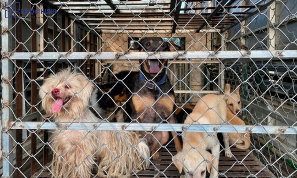 Dịch Vụ Thu Mua Chó Cảnh Uy Tín Chuyên Nghiệp Giá Tốt 3 Các Giống Chó Cảnh Phổ Biến Được Ưa Chuộng