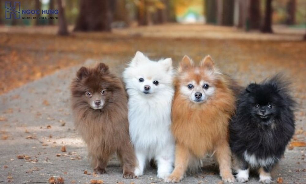 Dịch Vụ Thu Mua Chó Cảnh Uy Tín Chuyên Nghiệp Giá Tốt 4 Chó Phốc Sóc Lông Xù Được Thu Mua Phổ Biến Tại Miền Bắc