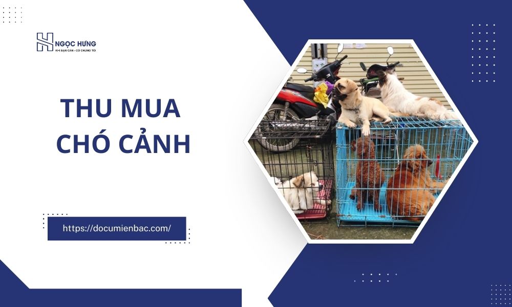 Thu Mua Chó Cảnh