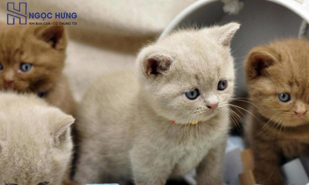 Thu Mua Mèo Cảnh Uy Tín Đảm Bảo Giá Cao Tại Miền Bắc 2 Đồ Cũ Miền Bắc Thu Mua Mèo Cảnh Tận Nơi