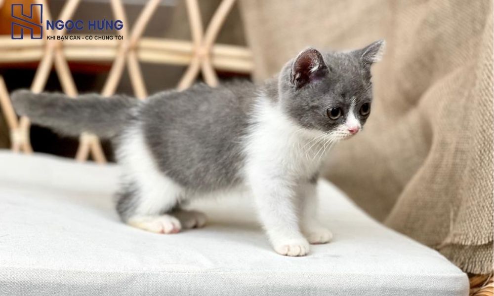 Thu Mua Mèo Cảnh Uy Tín Đảm Bảo Giá Cao Tại Miền Bắc 3 Mèo Anh Lông Ngắn – Giống Mèo Cảnh Phổ Biến Việt Nam