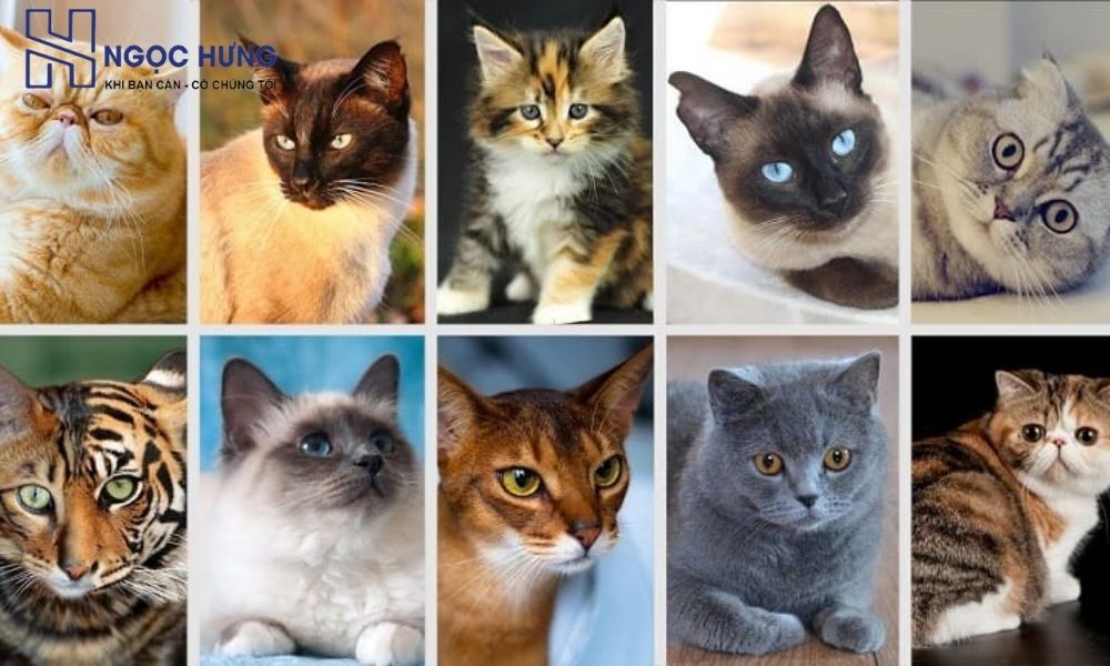 Thu Mua Mèo Cảnh Uy Tín Đảm Bảo Giá Cao Tại Miền Bắc 4 Các Giống Mèo Cảnh Được Ưa Chuộng Hiện Nay