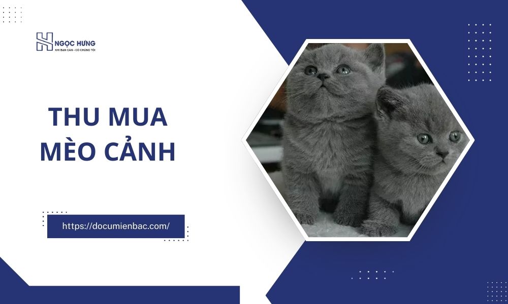 Thu Mua Mèo Cảnh